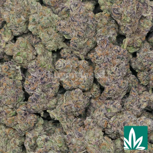Tropicana Strain - 2