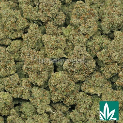 True OG Strain - 2