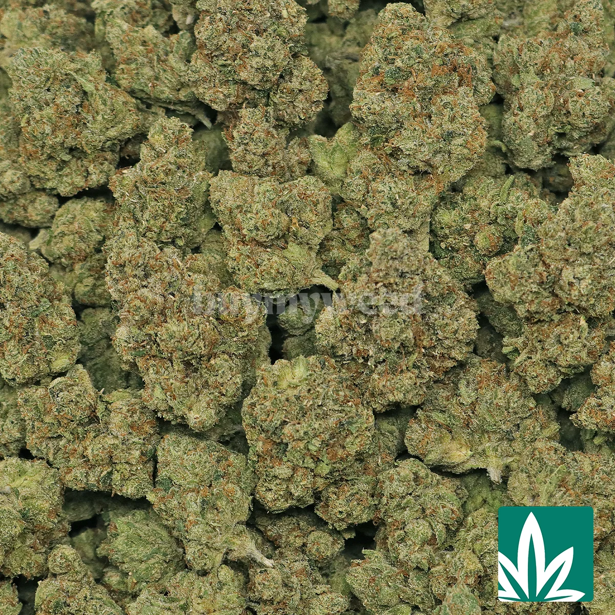 True OG Strain - 2