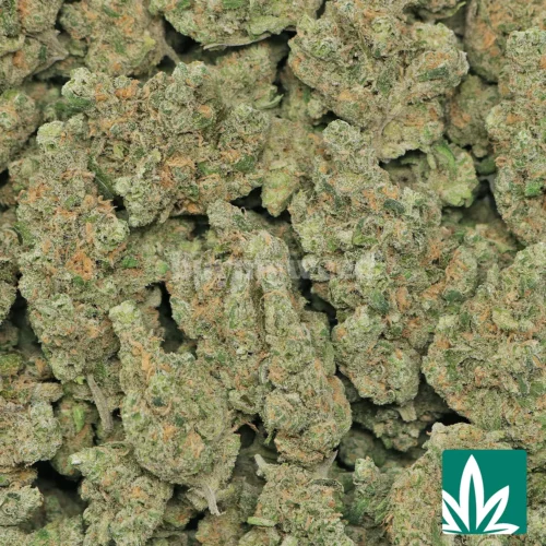 Blueberry Haze Strain - 2