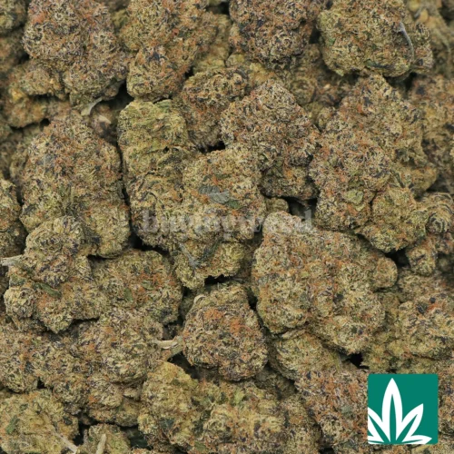 Bubblegum Gelato Strain - 2