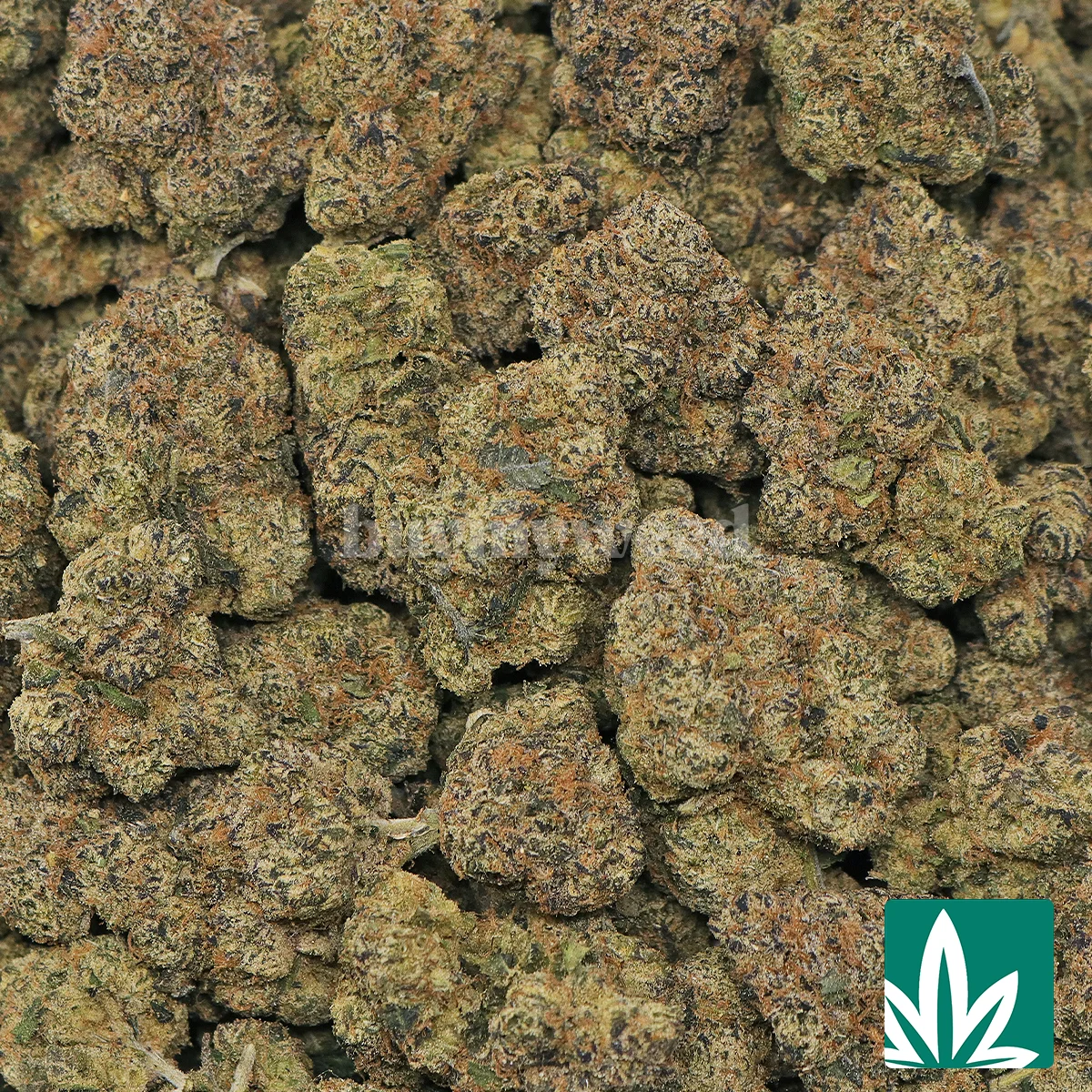 Bubblegum Gelato Strain - 2