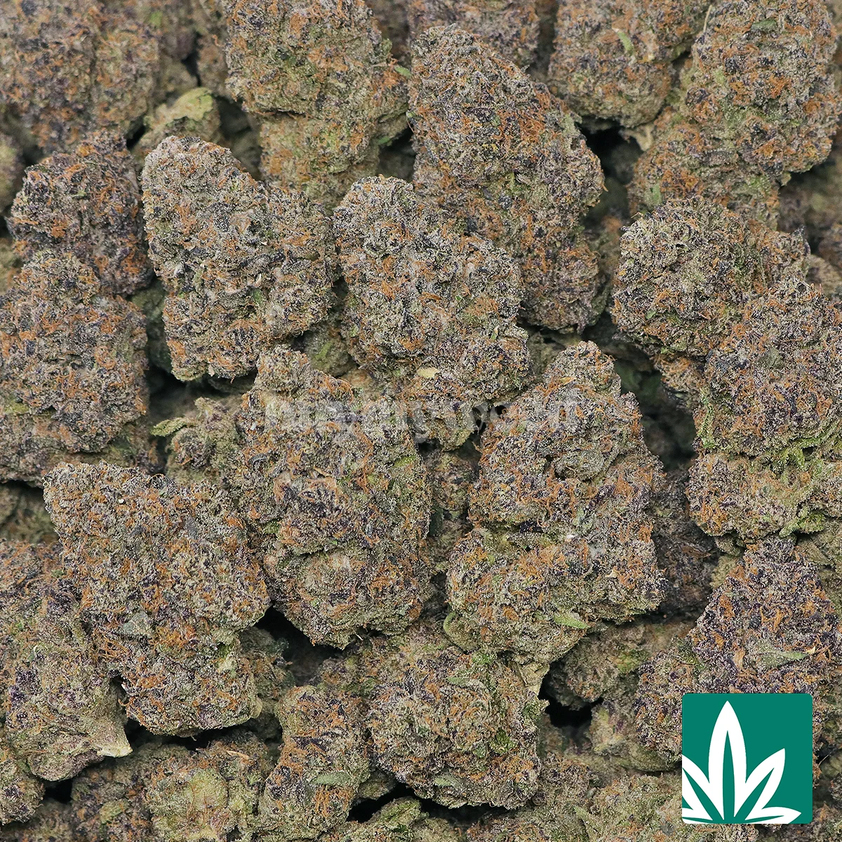 Cali Pink Runtz Strain - 2
