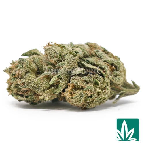 Cherry Fritters Strain - 1