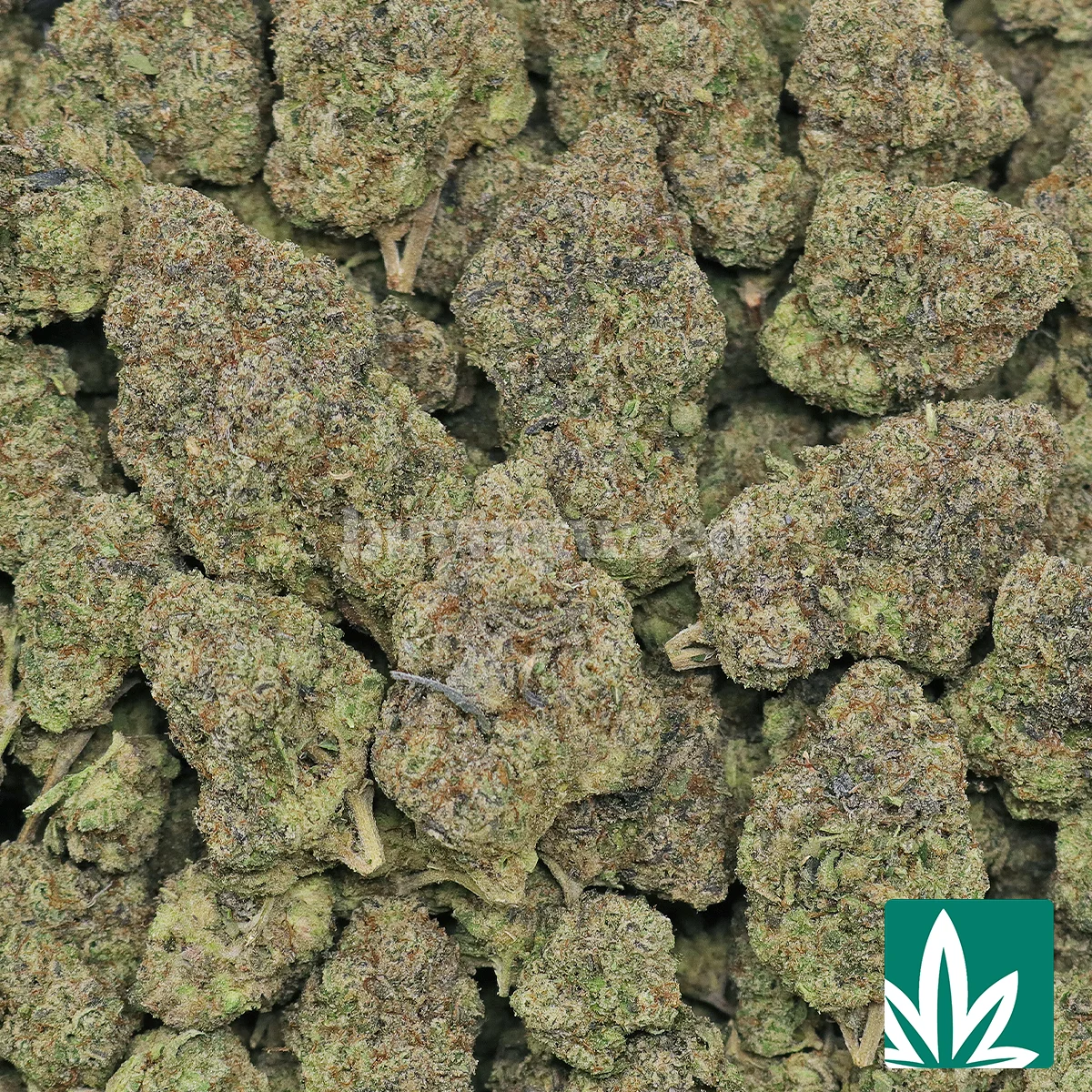 Face Off OG Strain - 2
