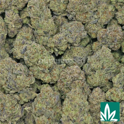Frosted Cookies Strain - 2