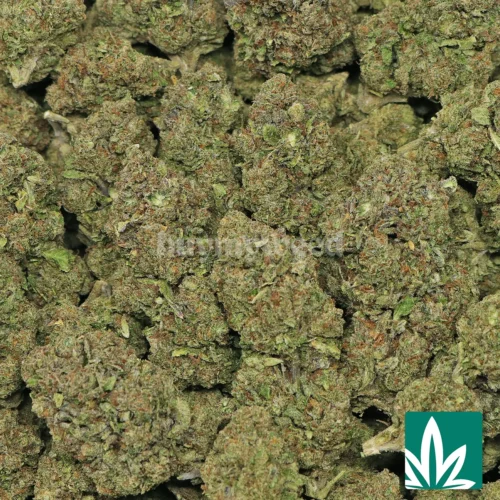 Galaxy Runtz Strain - 2