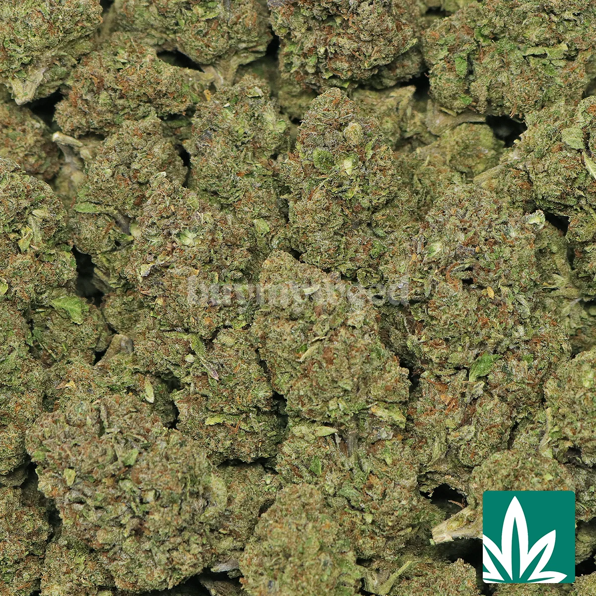 Galaxy Runtz Strain - 2