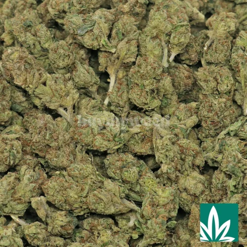 Gelato 'Mediums' Strain - 2