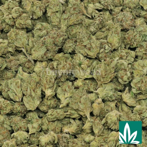 Gorilla Glue 'Mediums' Strain - 2