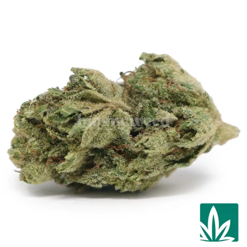 Gorilla Glue 'Mediums' Strain - 1