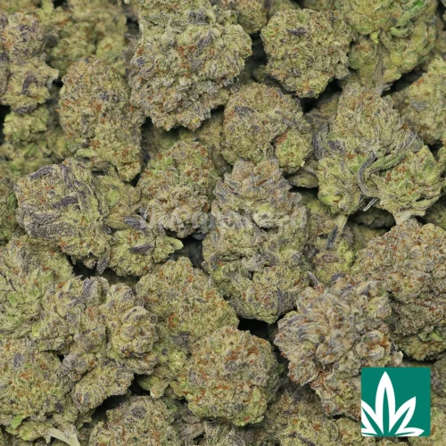GMO Cookies Strain - 2