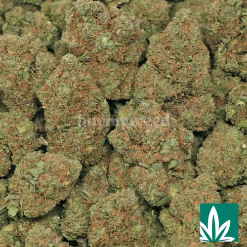 Gumbo Strain - 2