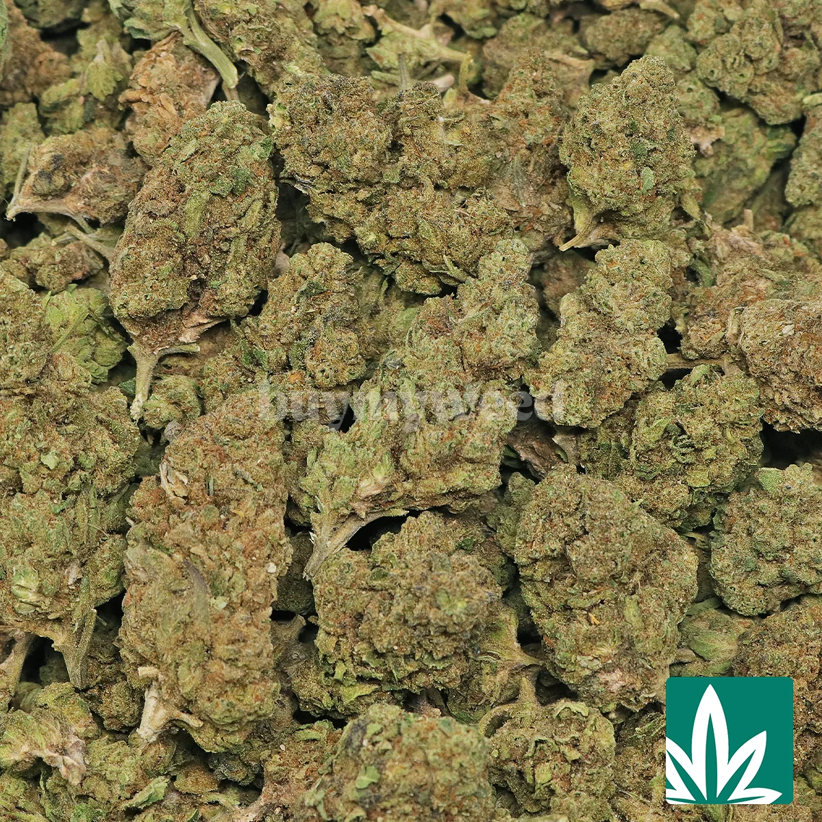 Headband Strain - 2