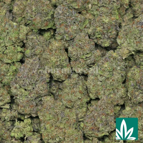 Ice Cream Cake Strain - 2