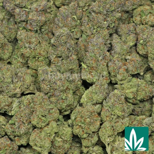Key Lime Pie Strain - 2