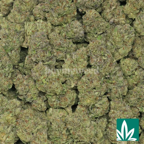 Kinglato Strain - 2