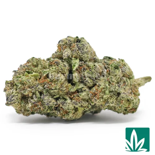 Kinglato Strain - 1