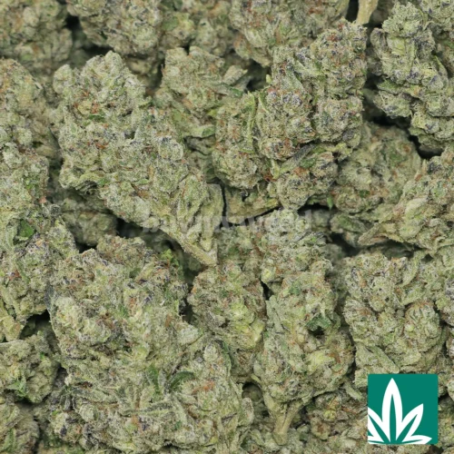 Kush Mintz Strain - 2