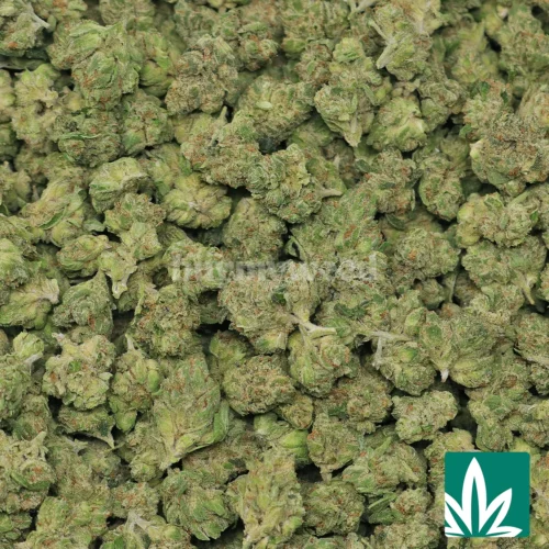 Legend OG 'Smalls' Strain - 2