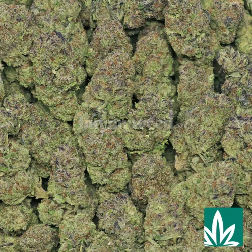Midnight Runtz Strain - 2