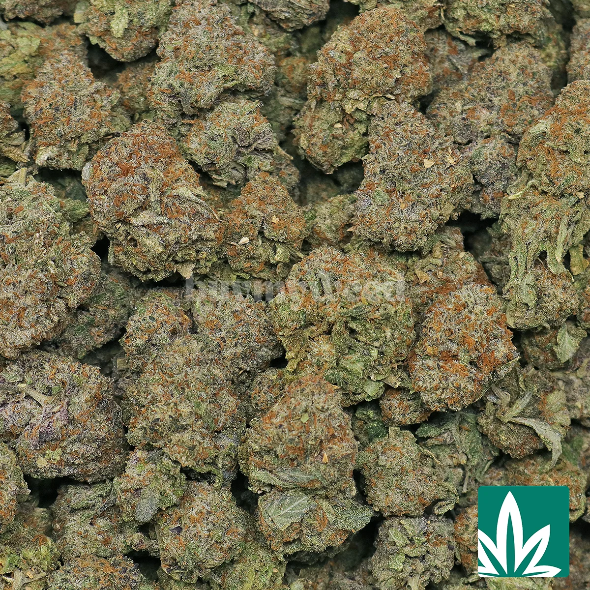 Pop Rox Strain - 2
