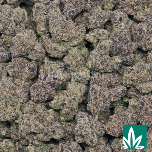 Purple Rain Strain - 2