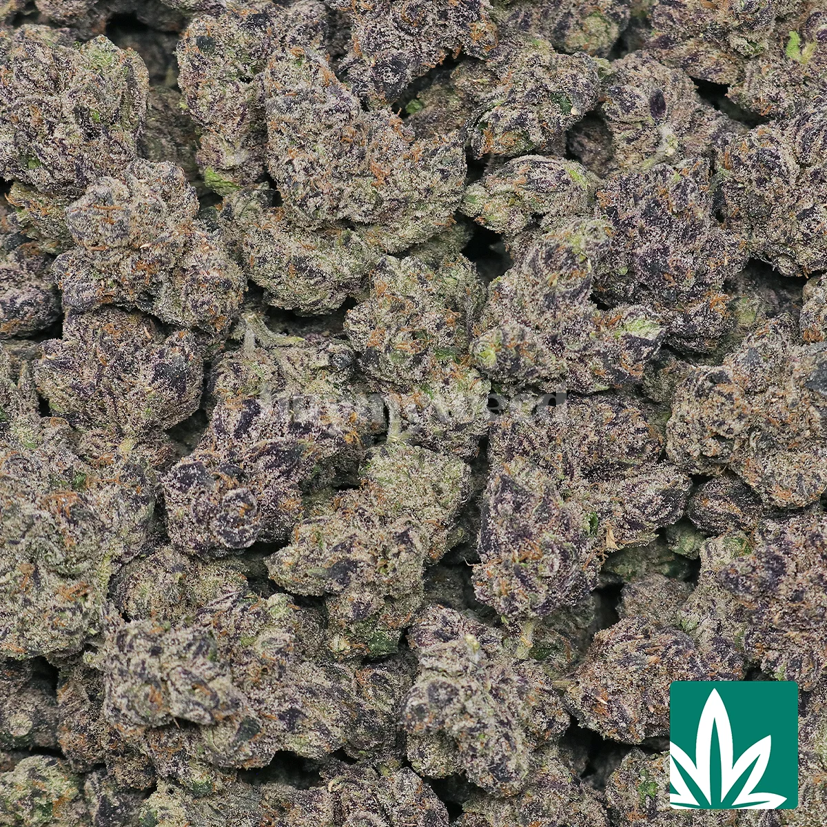 Purple Rain Strain - 2
