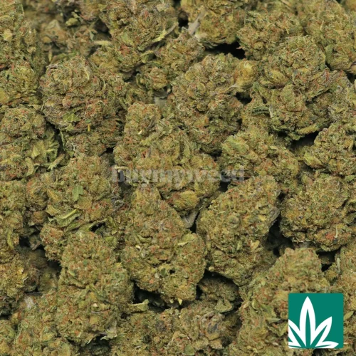 Runtz Mode Strain - 2