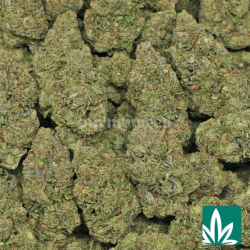 Runtz OG Strain - 2
