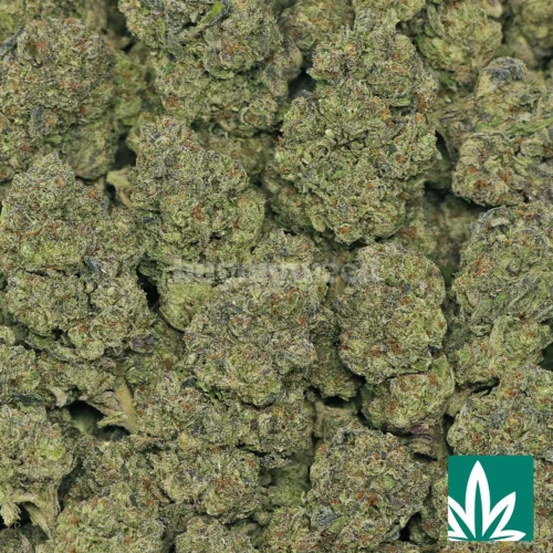 Sherbinski Strain - 2