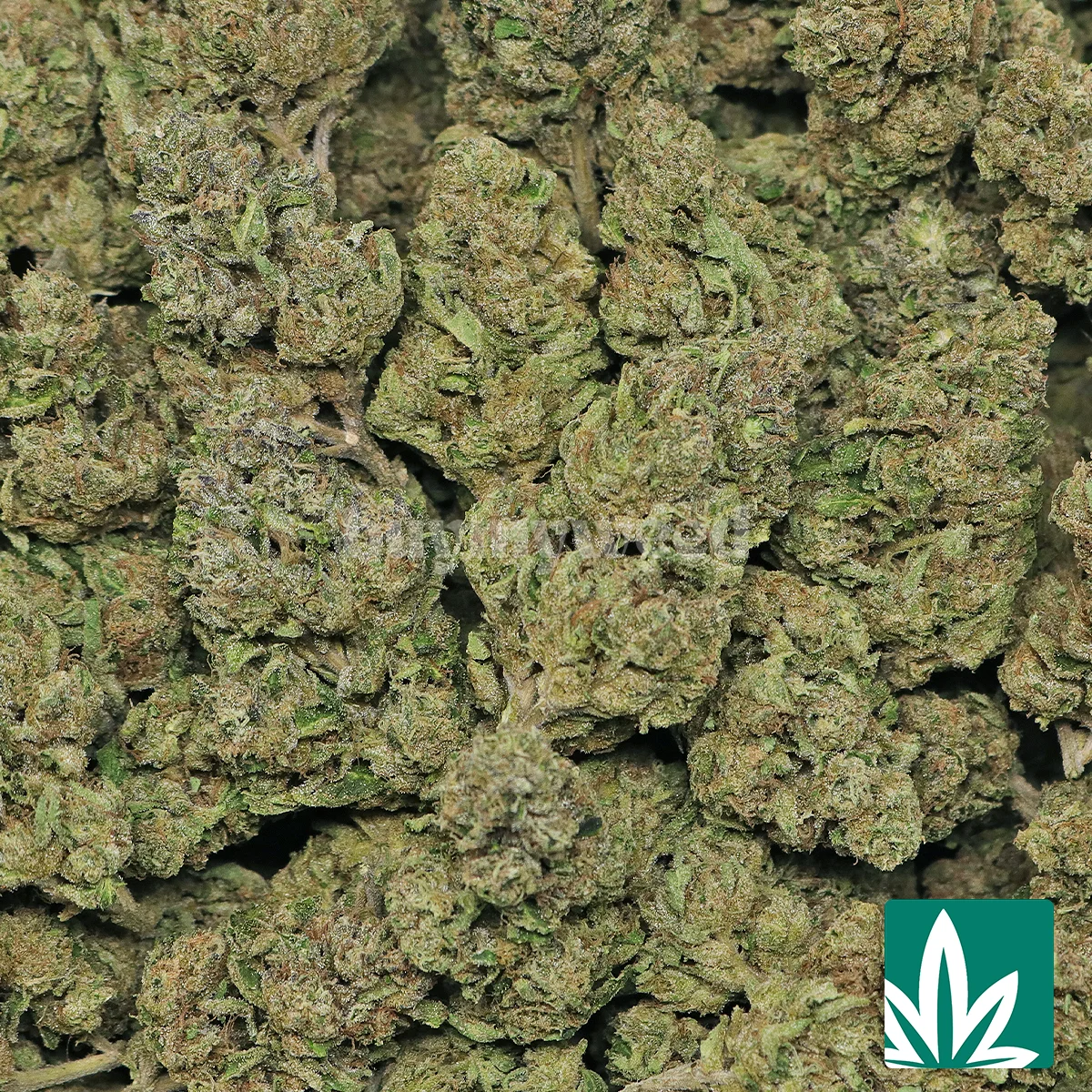 Super LCG Strain - 2
