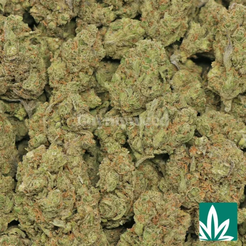 Super Lemon Haze Strain - 2