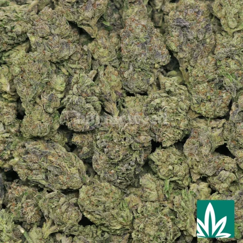 Tokyo Gumdrop Strain - 2