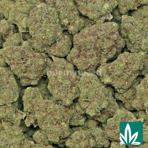 Berry Cereal Strain - 2