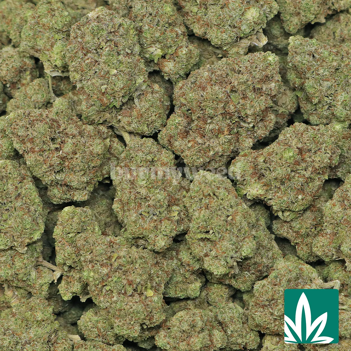 Berry Cereal Strain - 2