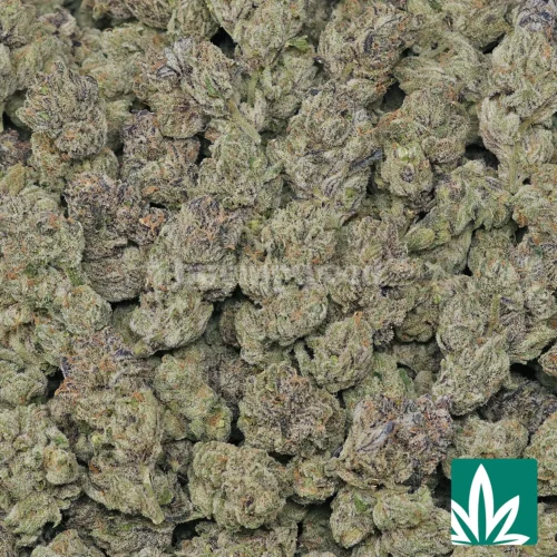 Blueberry DLG Strain - 2