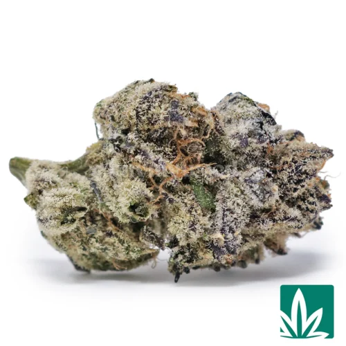 Blueberry DLG Strain - 1