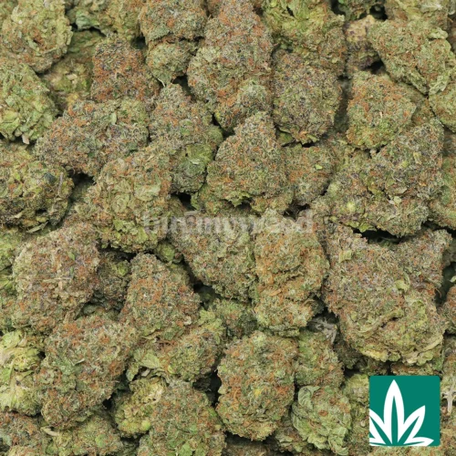 Chemdawg Strain - 2