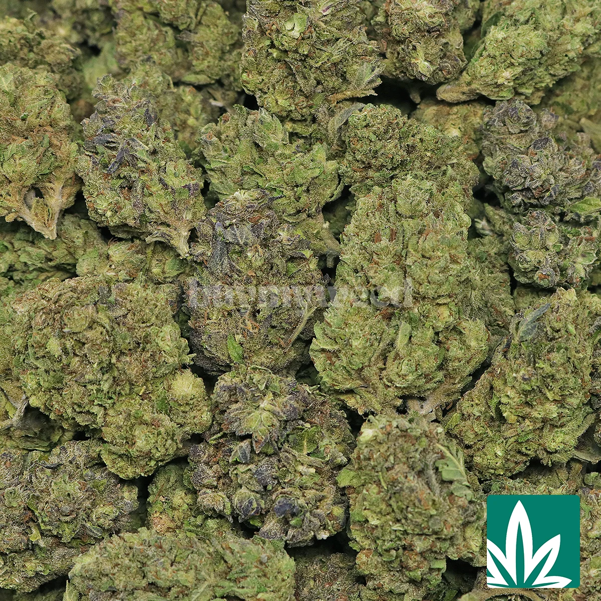 Double Runtz Strain - 2
