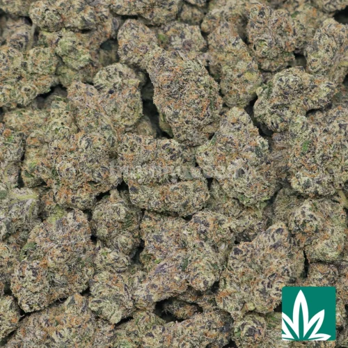 Exotic Gary Payton Strain - 2