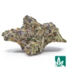 Exotic Gary Payton Strain - 1