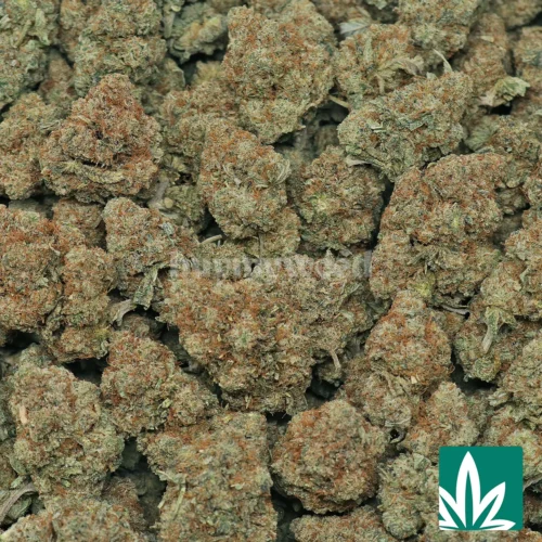 Gorilla Glue 4 Strain - 2
