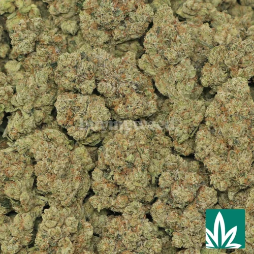 Headband OG Strain - 2