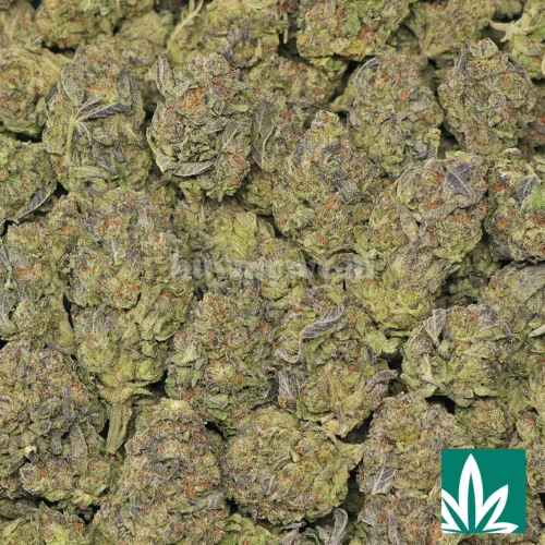 Italian Ice Strain - 2