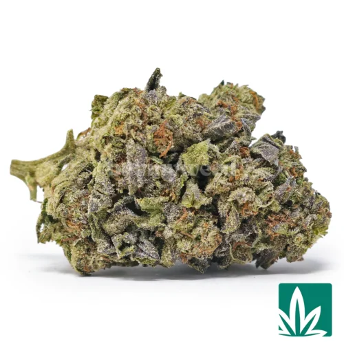 Italian Ice Strain - 1