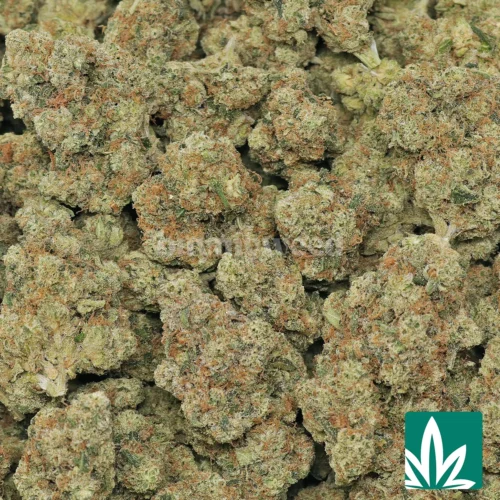 Killer OG Strain - 2