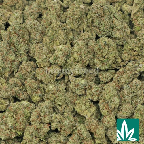 Lemon Drops Strain - 2