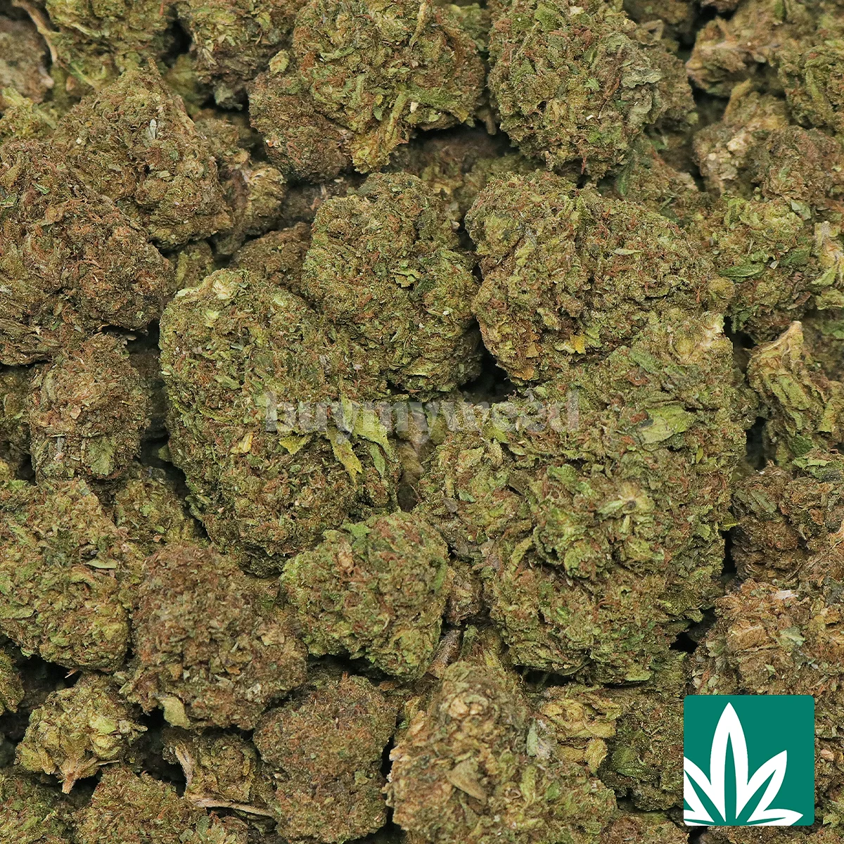 Mendobreath Strain - 2