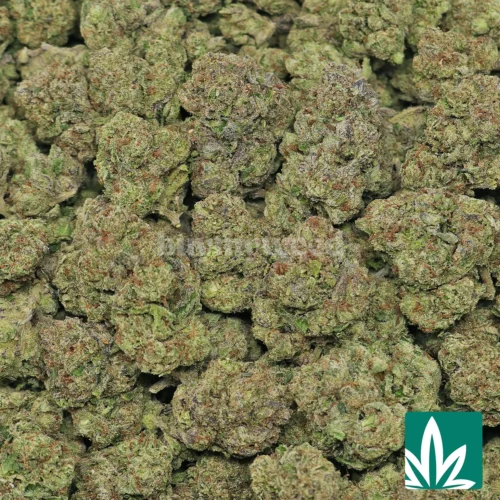 Sour Candy Strain - 2